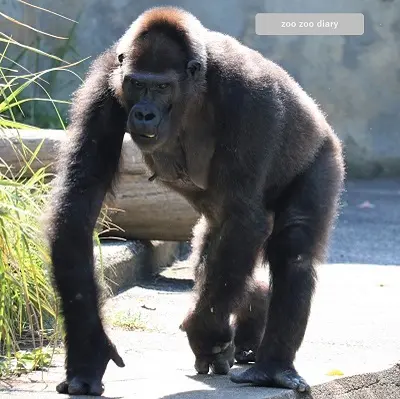 東山動植物園　ネネ　ゴリラ